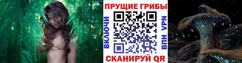 Псилоцибиновые грибы Psilocybine cubensis Горнозаводск